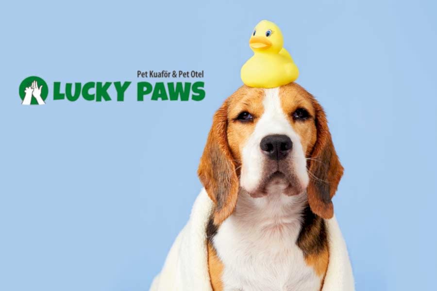 Köpeğimin çipi yok, yine de pet otelde konaklayabilir mi?